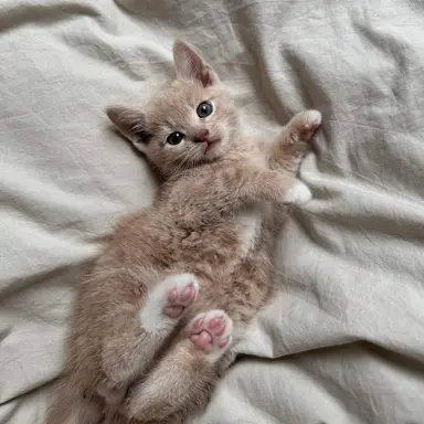 Profile image of 룽지