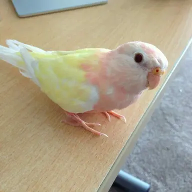 Profile image of 복숭이