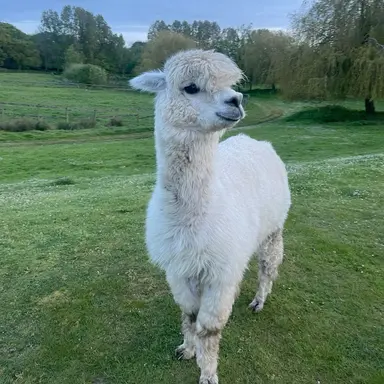 Profile image of 뽐이