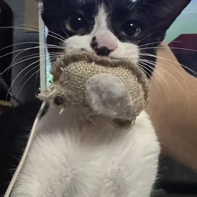 Profile image of 황시후