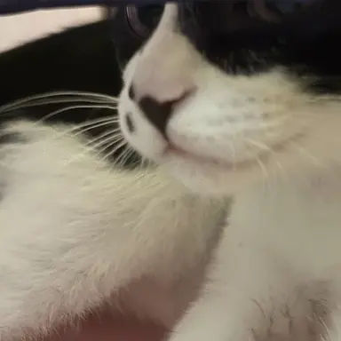 Profile image of 초모