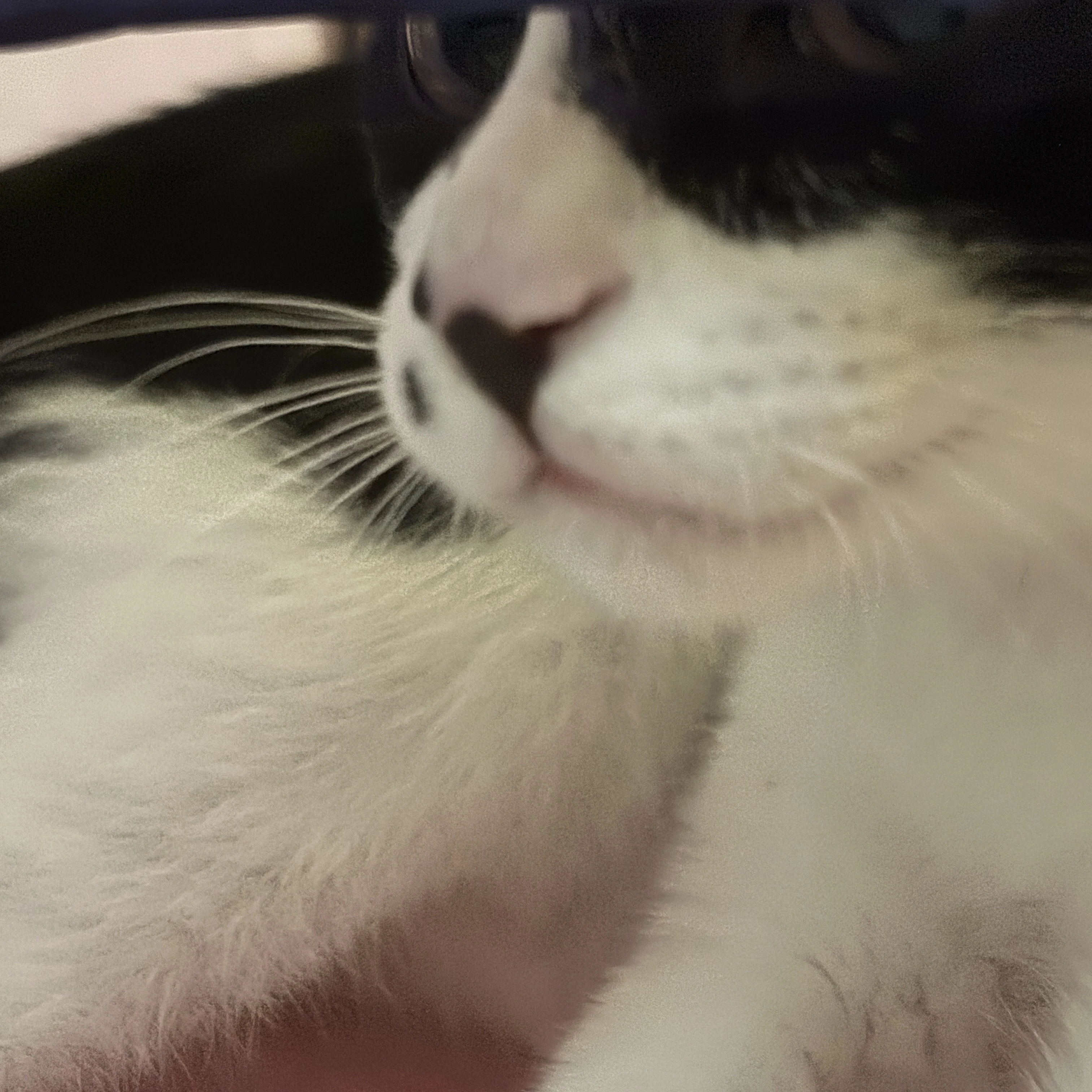 초모