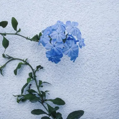Profile image of 연이