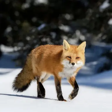 Profile image of 여우