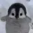 🐧아기팽귄❤️