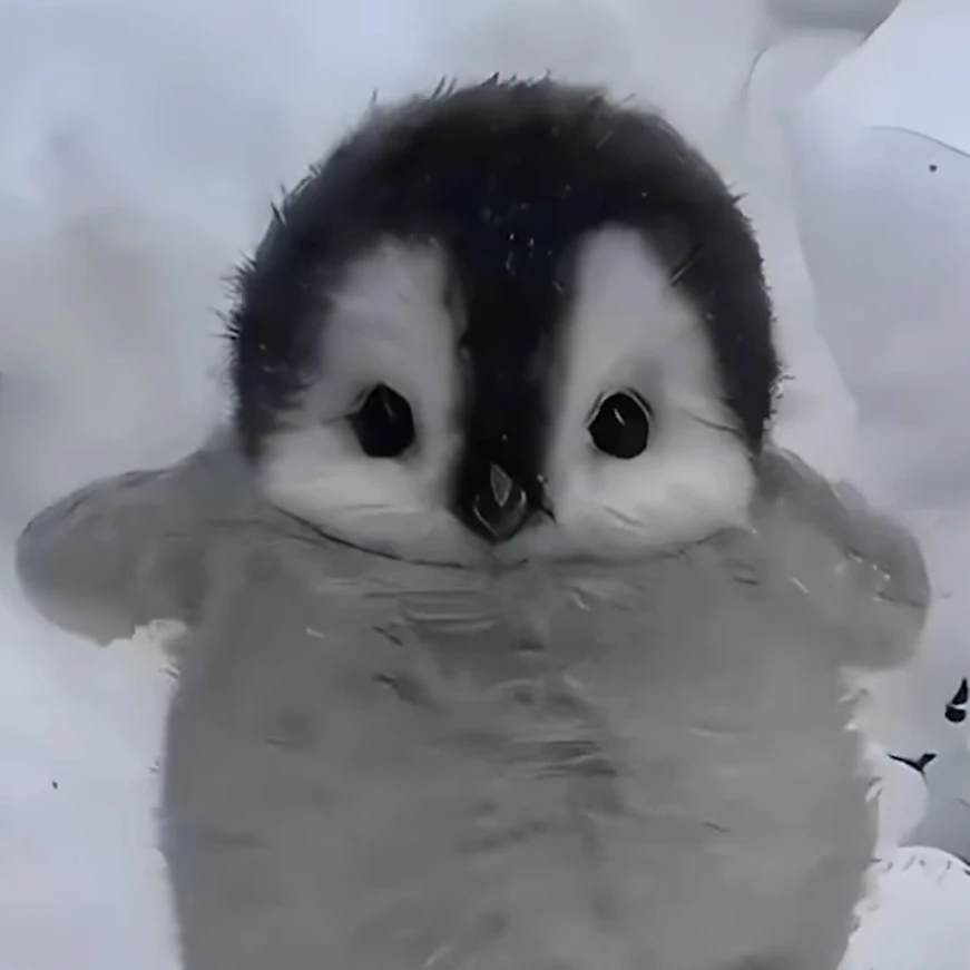 🐧아기팽귄❤️