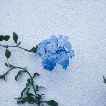 Profile image of 파이브