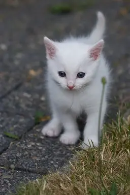 Profile image of Snowkit