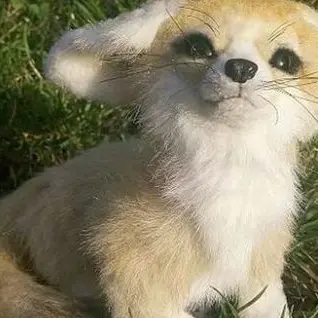 Profile image of 키츠네