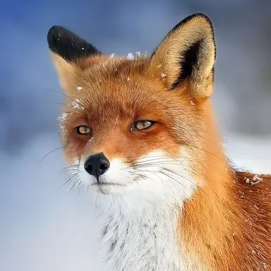 Profile image of 나여우