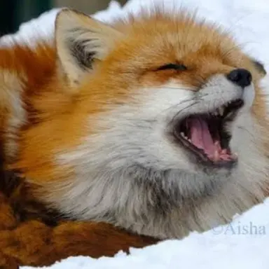 Profile image of けいた