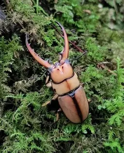 Profile image of 두점박이사슴벌레