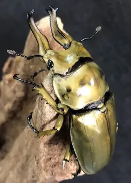 Profile image of 로젠버기황금사슴벌레