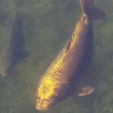 Profile image of 인면어