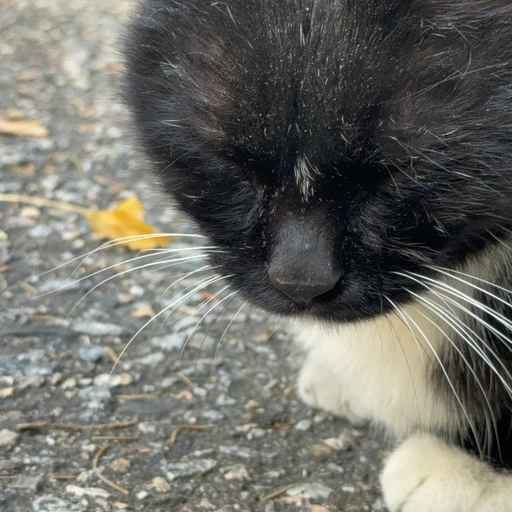 길냥이