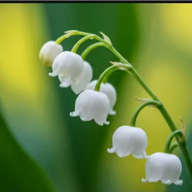 Profile image of 뱀파이어