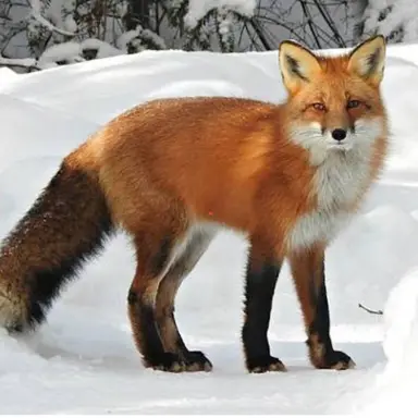 Profile image of 여우