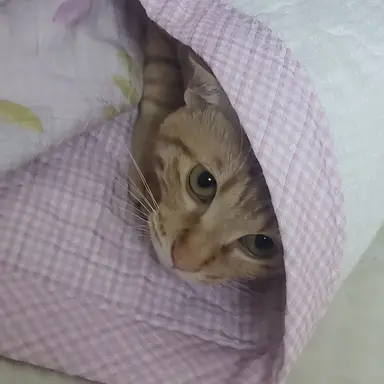 Profile image of 이아리