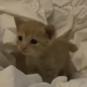 Hyunjinlove0320의 이민호