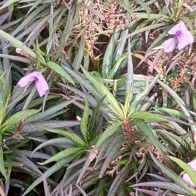 Profile image of 한