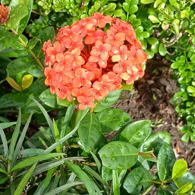 Profile image of 리노