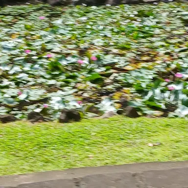 Profile image of 필릭스