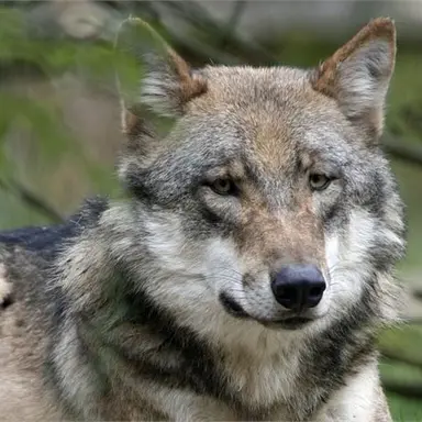 Profile image of 늑대