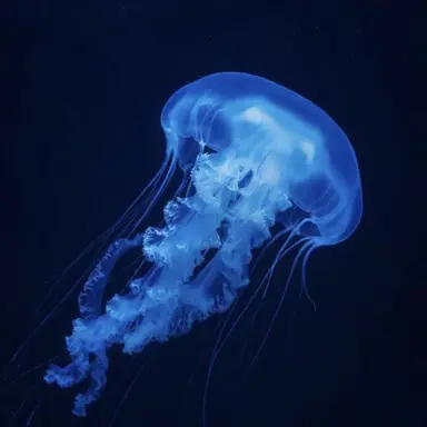 Profile image of 海