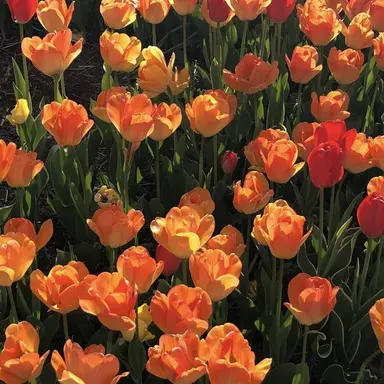 Profile image of 예나