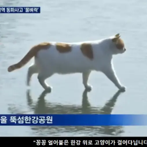soSosoSoll의 꽁꽁얼어붙은한강위로고양이가걸어다닙니다