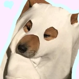 뽀삐