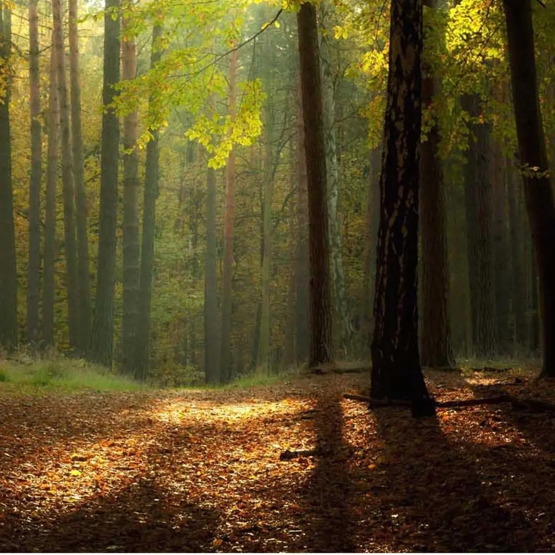 BiasedMop0115의 Scales Behind the Mask