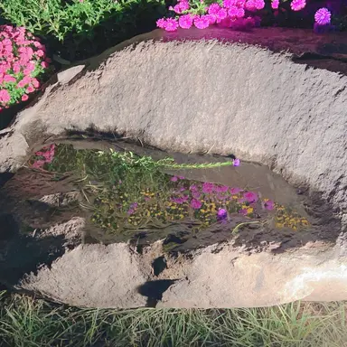 Profile image of 퓨어바닐라