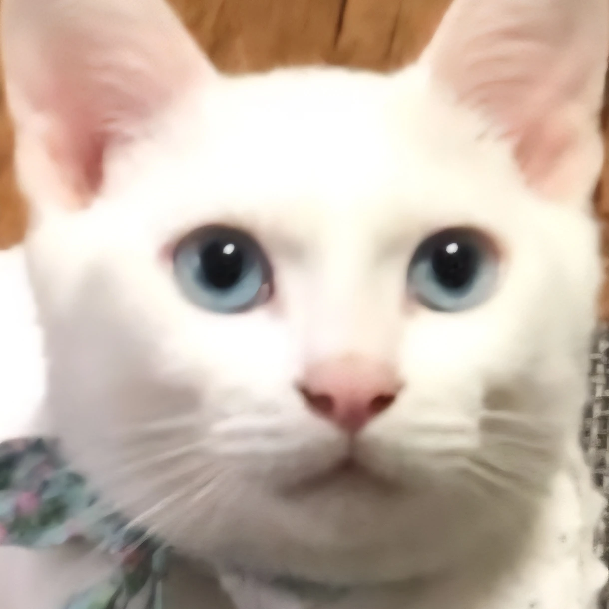 두부