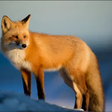 Profile image of 여우