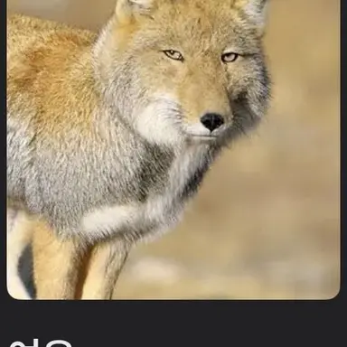 Profile image of 최여우