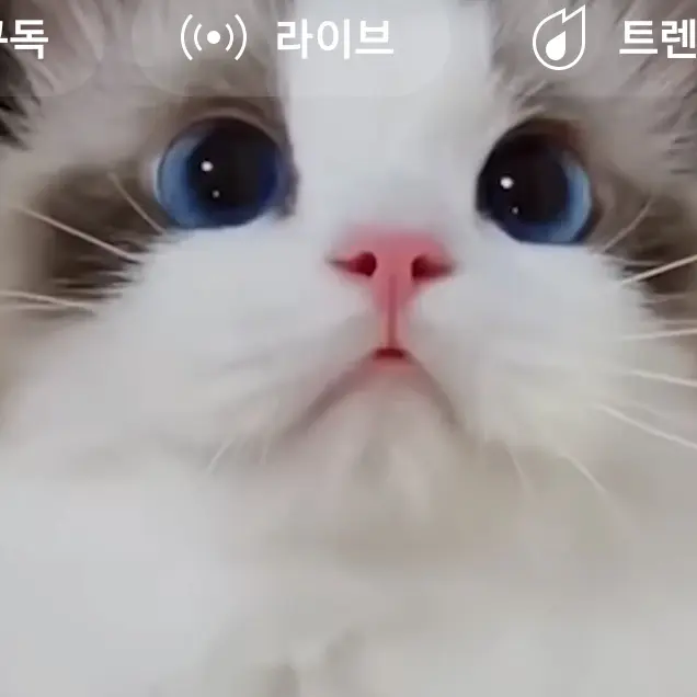 CattyLip6669의 냥냥이