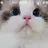 냥냥이