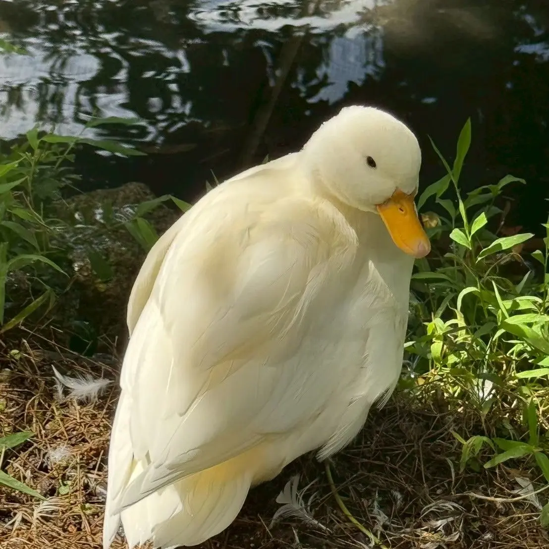 PrettyHip6736의 山中柔太朗の、妹になっちゃた!?