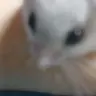 Profile image of 주인장반려동물뿌야.