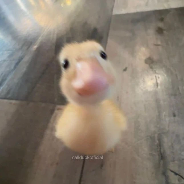 한지성