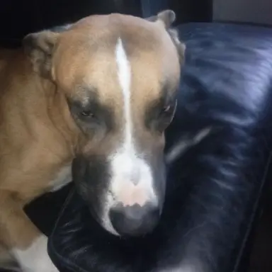 Profile image of Kobe