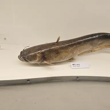 Profile image of 이늑대