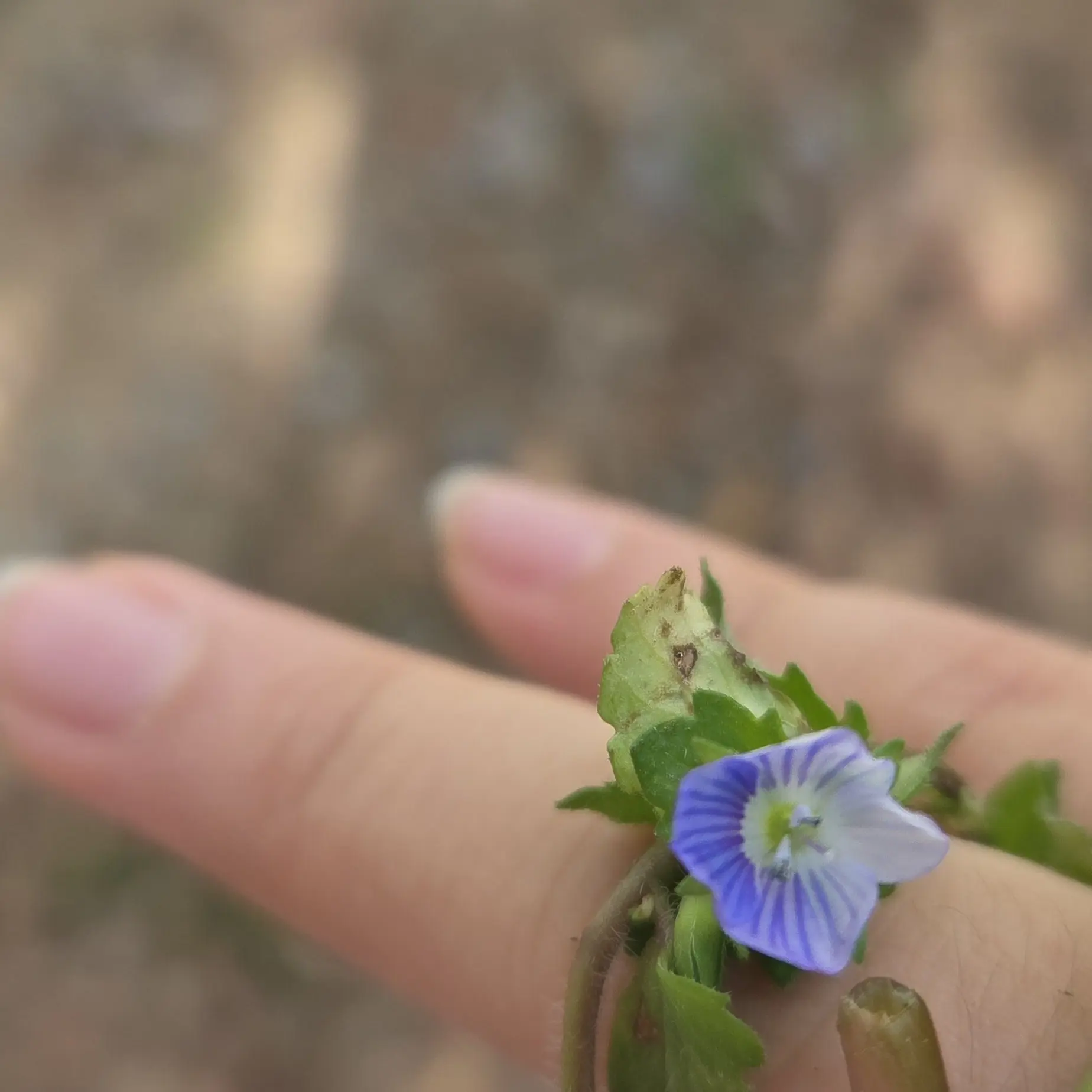 MatureMedal5761의 0107-센터넬