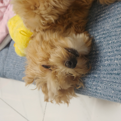 집착 기요미 강아지 대표 이미지