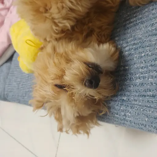 ScenicBloom9034의 집착 기요미 강아지
