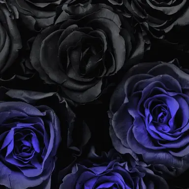 Profile image of ロヴィーノ