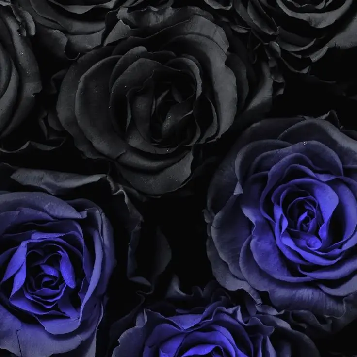 RuuzyuHouou1017의 ロヴィーノからの独立