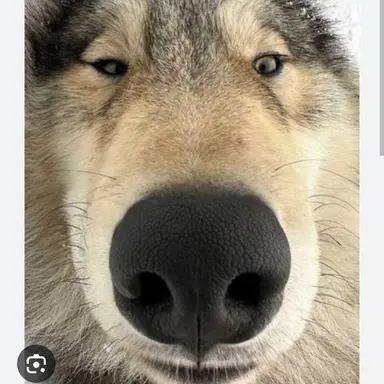 Profile image of 늑대