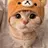 고양이